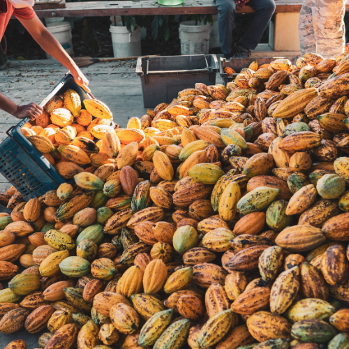 Cocaoharvest How Cacao is made