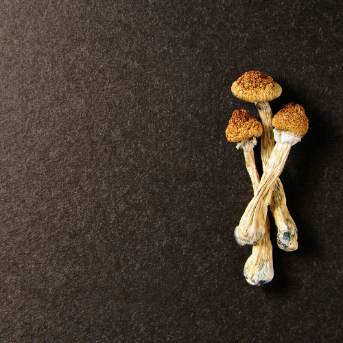 Make-your-own-Chocolate-4 How are Magic Mushrooms - Psilocybin therapeutic?