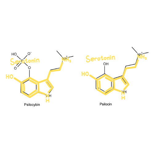 Serotonin-with-psilocybin How are Magic Mushrooms - Psilocybin therapeutic?