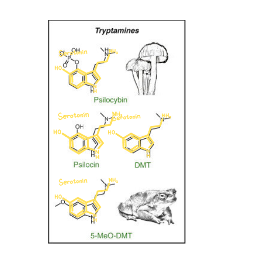 Tryptamines How are Magic Mushrooms - Psilocybin therapeutic?