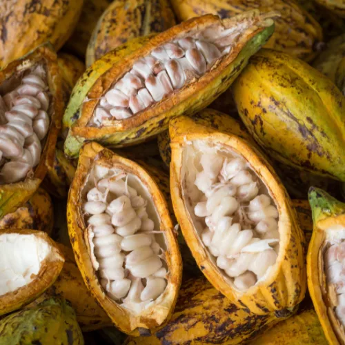 Cacao v cocoa