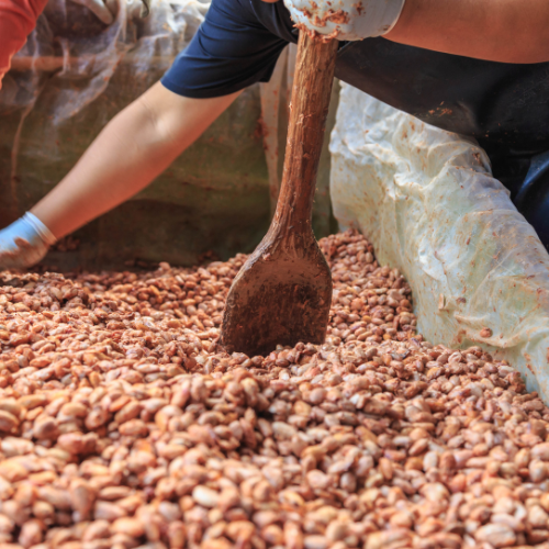 cocaobeansdried How Cacao is made