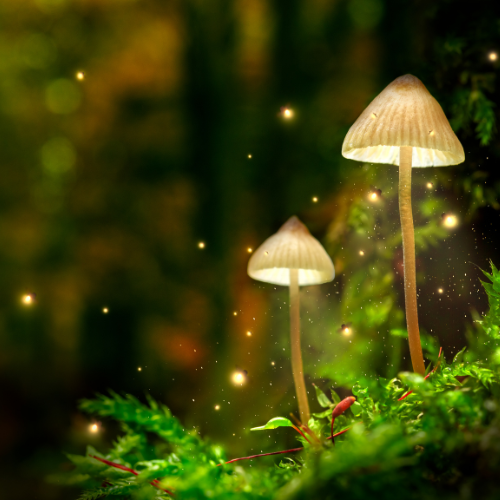 Magic Mushrooms UK