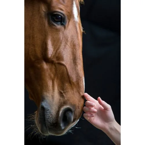 Equine Therapy