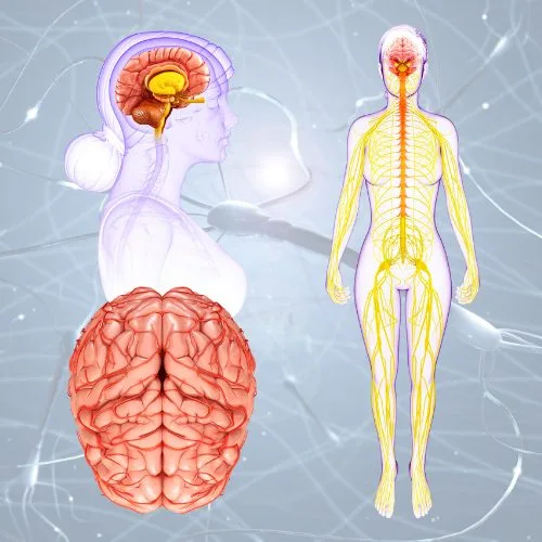 Chronic Stress Poly Vagal