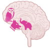 The Brain Dream Team: Prefrontal Cortex, Amygdala, and Hippocampus