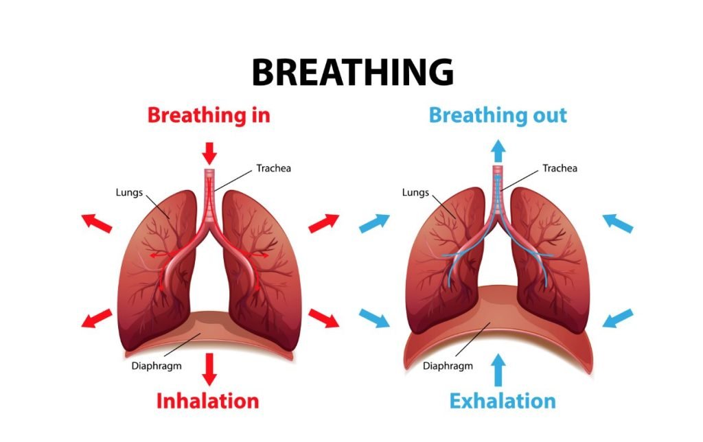 The Respiratory System