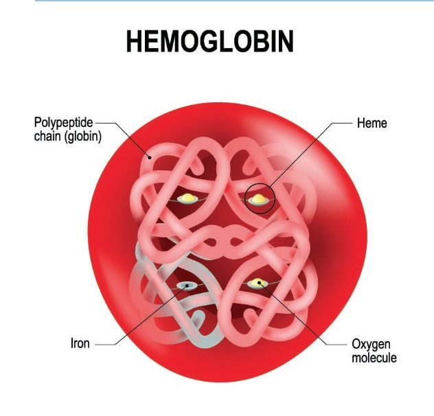 Haemoglobin The Respiratory System