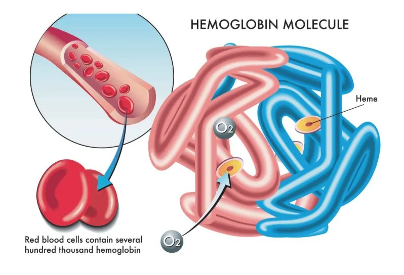 Hemoglobin