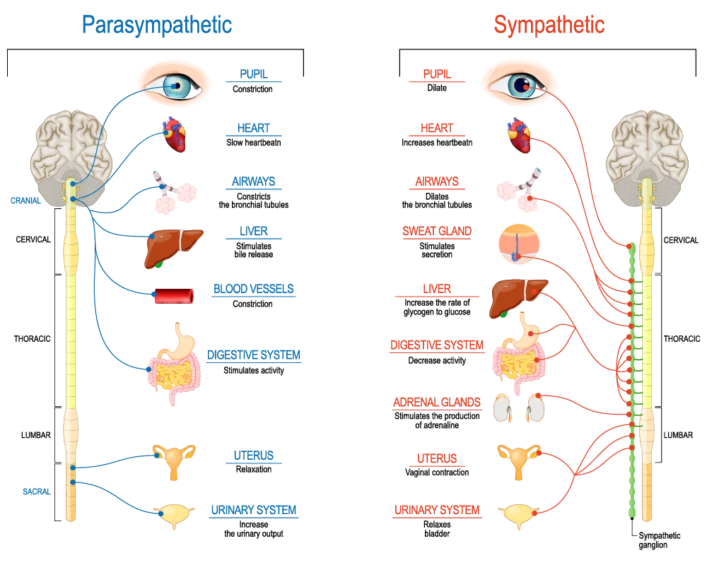 Sympathetic Nervous System (SNS)