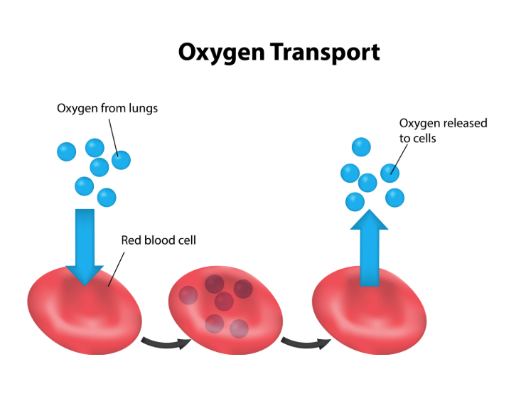 o2-exchange The Respiratory System