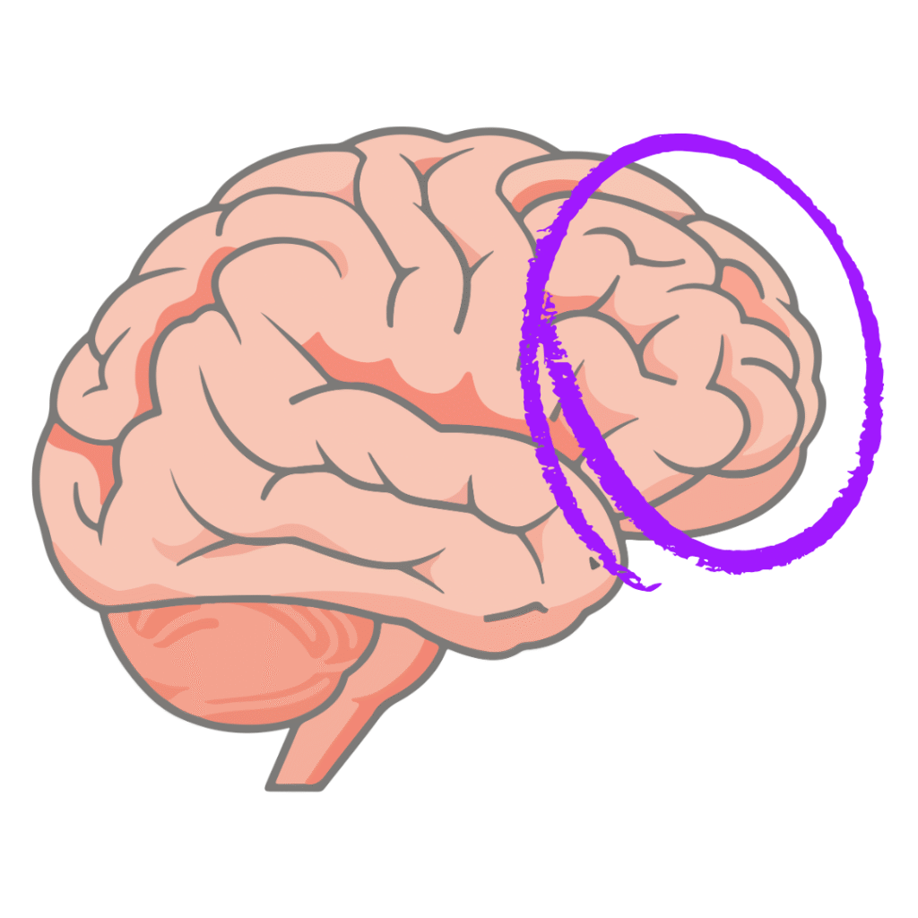 ADHD Pre Frontal Cortex | Nurse Sarah Barker Pre frontal cortex