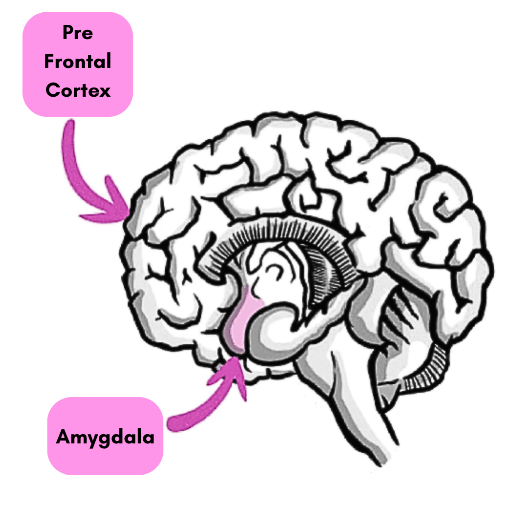 ADHD Pre Frontal Cortex and amygdala | Nurse Sarah Barker
