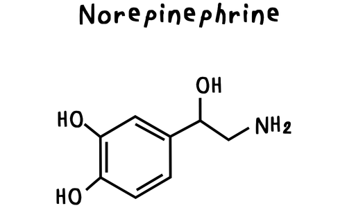 Norepinephrine | Nurse Sarah Barker Norepinephrine INCUP