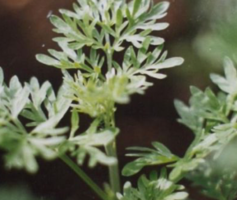 Screenshot 2026-01-31 at 171946 | Nurse Sarah Barker Wormwood