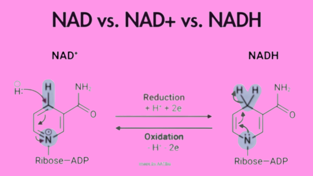 Nadblog | Nurse Sarah Barker